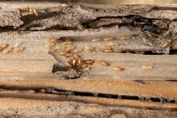 Best Best Pest Control Companies  in Fort Payne, AL